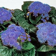 Ageratum