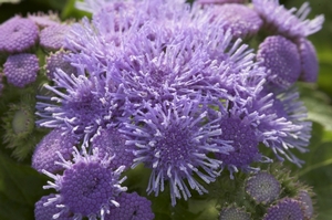 Ageratum