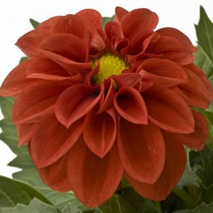 Dalia